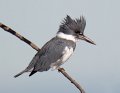_4SB9209 belted kingfisher
